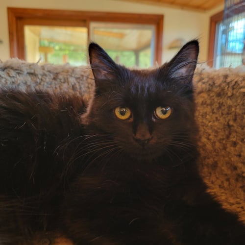 KAHLUA - Domestic Medium Hair for adoption in Oceanside