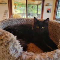 Kahlua - Photo 2