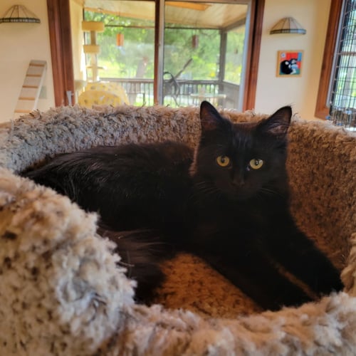 KAHLUA - Domestic Medium Hair available for adoption
