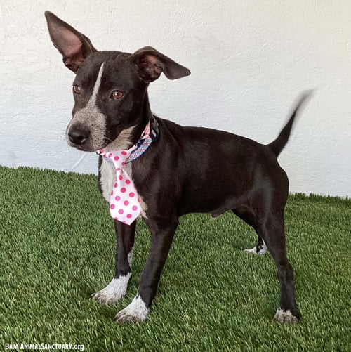OWEN - Australian Kelpie / Chihuahua available for adoption