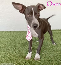 Owen - Photo 1