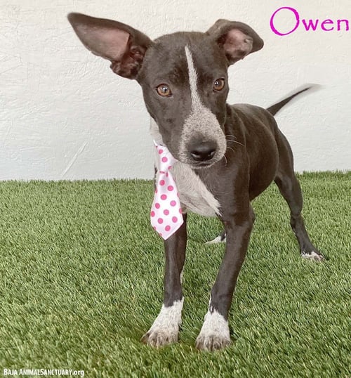 OWEN - Australian Kelpie / Chihuahua available for adoption