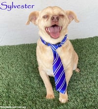 Sylvester - Photo 1