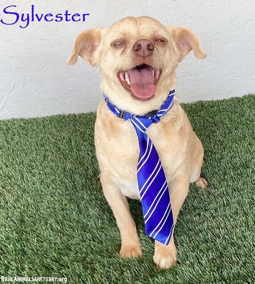 SYLVESTER - Chihuahua available for adoption