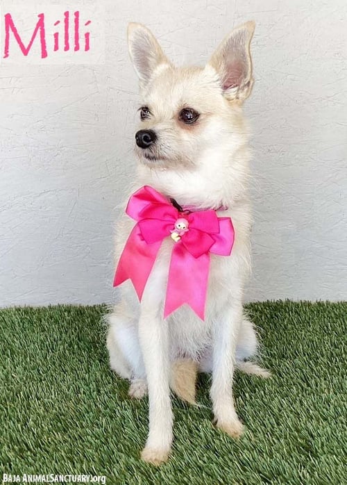 MILLI - Chihuahua available for adoption