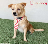 Chauncey - Photo 1
