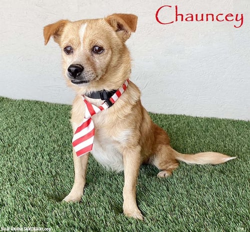 CHAUNCEY - Corgi / Chihuahua available for adoption