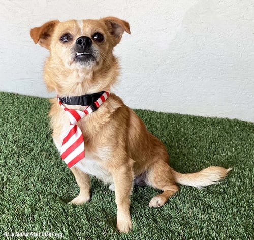 CHAUNCEY - Corgi / Chihuahua available for adoption