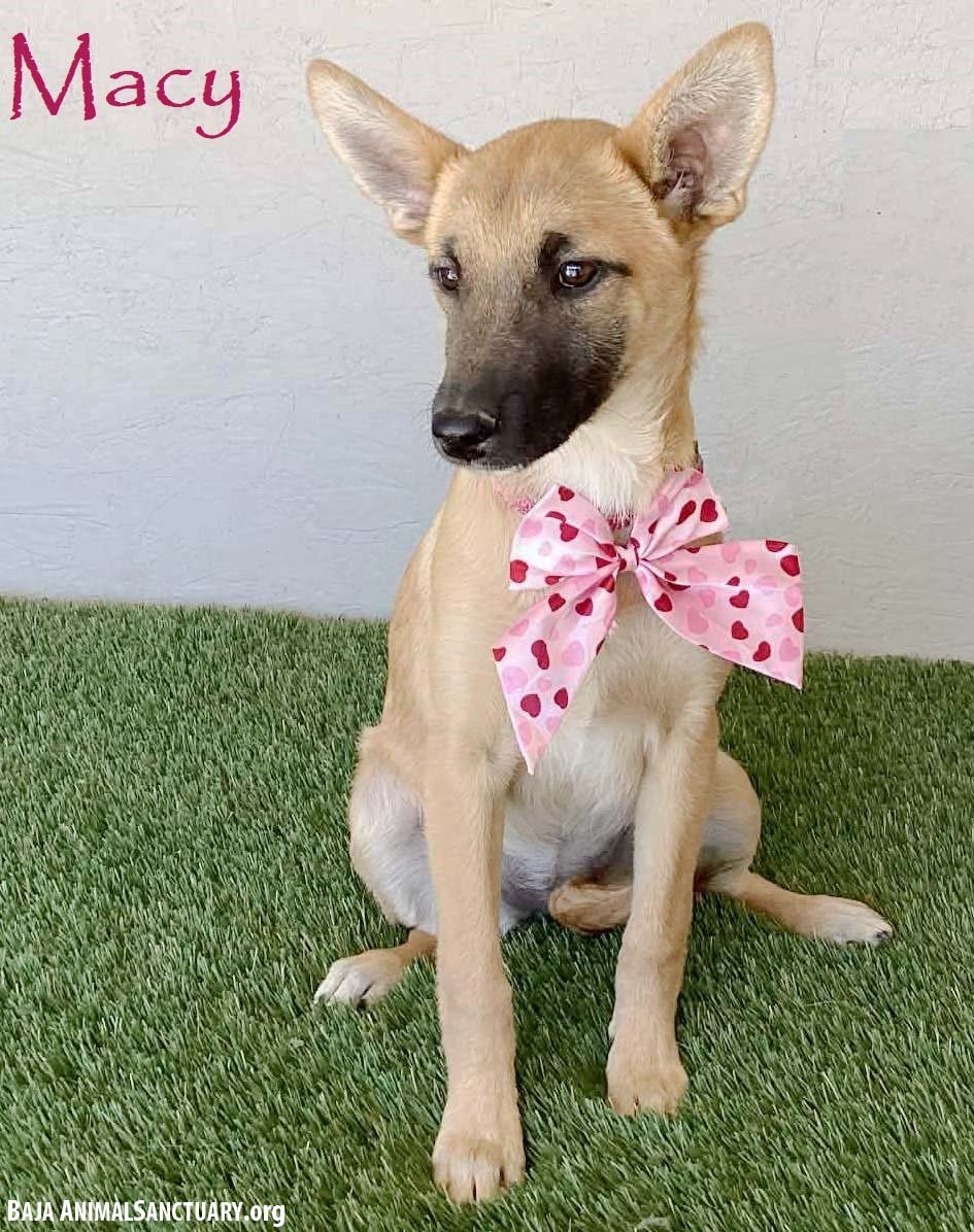 MACY - German Shepherd Dog available for adoption