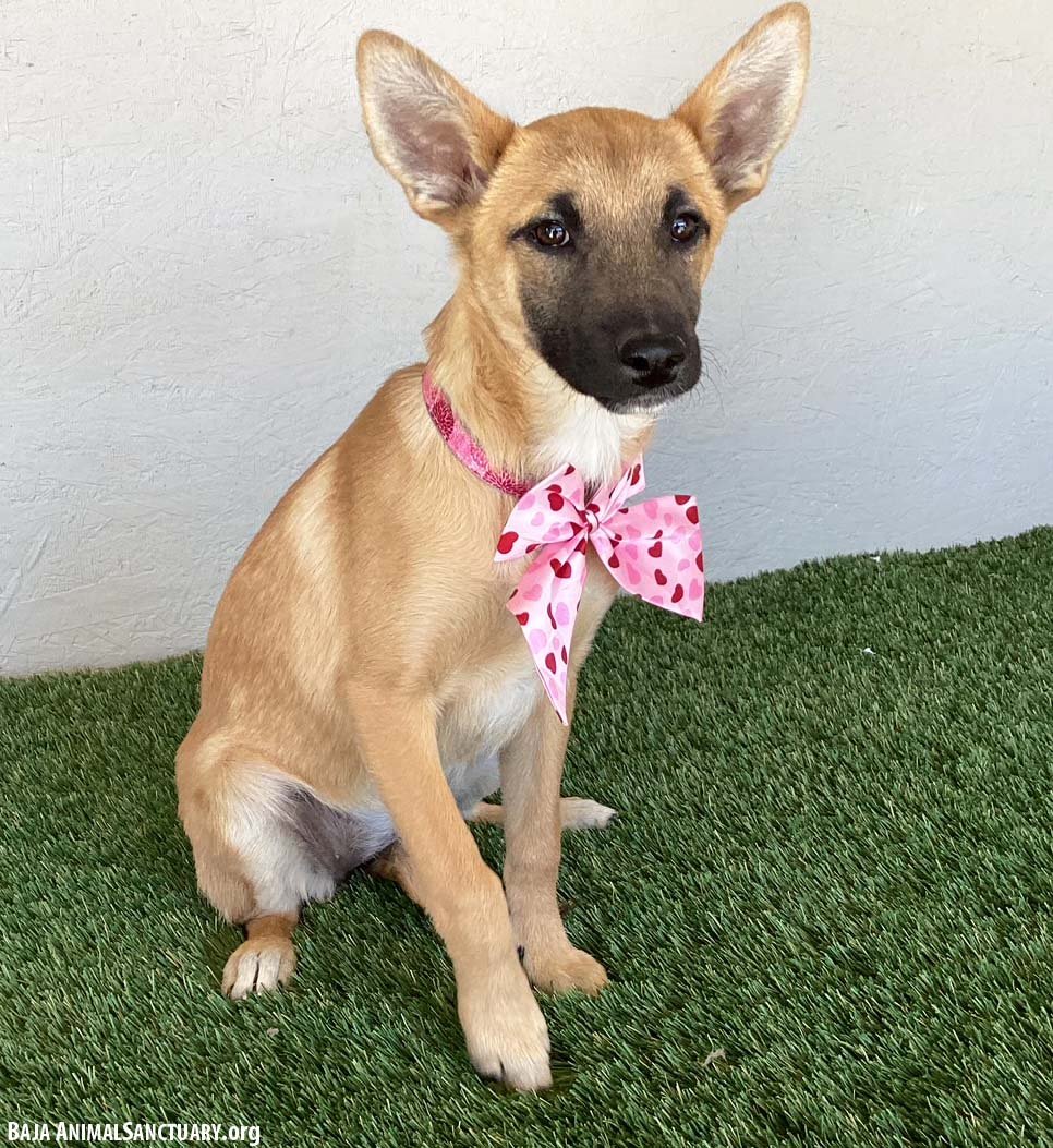 MACY - German Shepherd Dog available for adoption