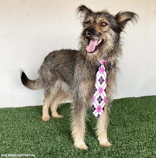 PACO - Picardy Shepherd available for adoption