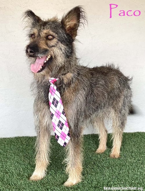 PACO - Picardy Shepherd available for adoption