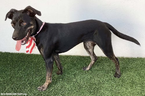 GRETA - Black Labrador Retriever / Shepherd available for adoption