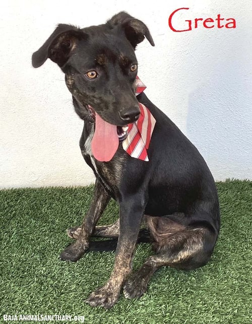 GRETA - Black Labrador Retriever / Shepherd available for adoption