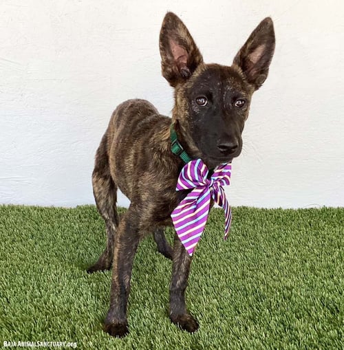 BRYNN - Dutch Shepherd available for adoption