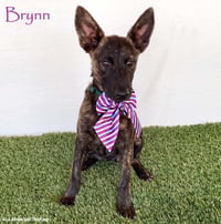 Brynn - Photo 1