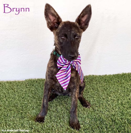 BRYNN - Dutch Shepherd available for adoption