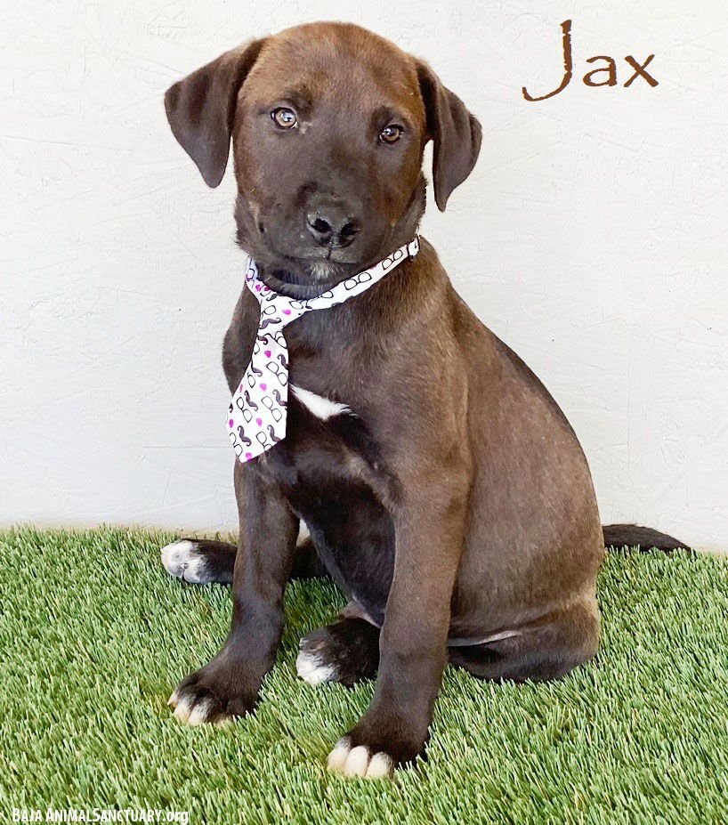JAX - Chocolate Labrador Retriever / Weimaraner available for adoption