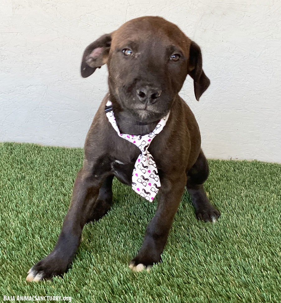 JAX - Chocolate Labrador Retriever / Weimaraner available for adoption