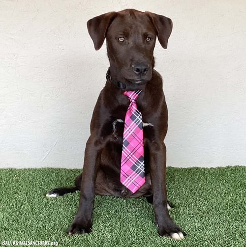 JAX - Chocolate Labrador Retriever / Weimaraner available for adoption