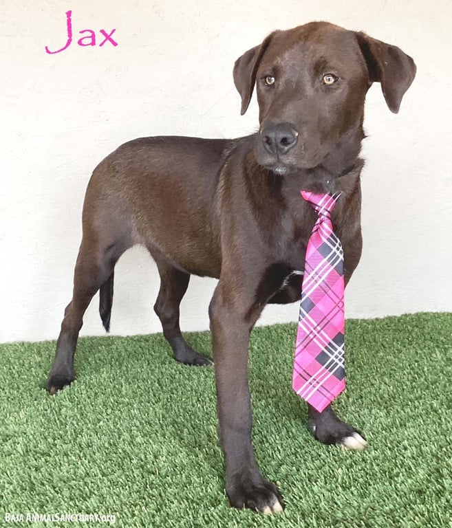 Jax Image