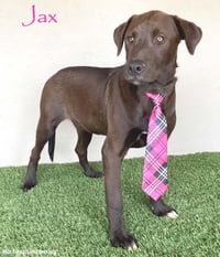 Jax - Photo 1
