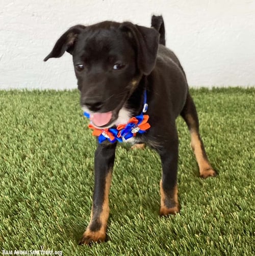 ALIYAH - Rat Terrier available for adoption