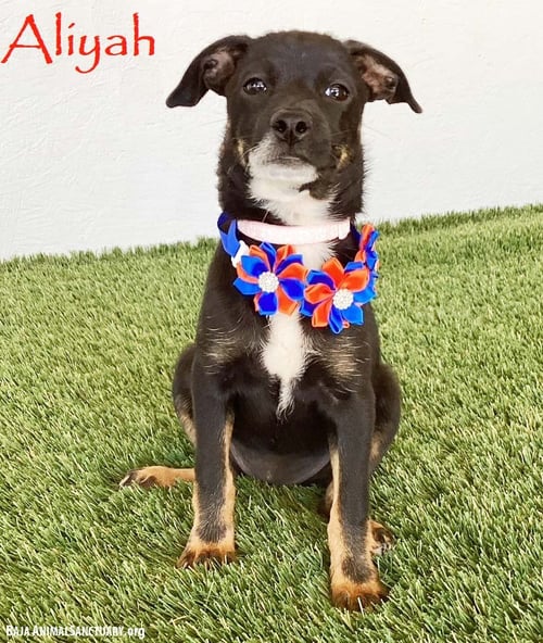 ALIYAH - Rat Terrier available for adoption
