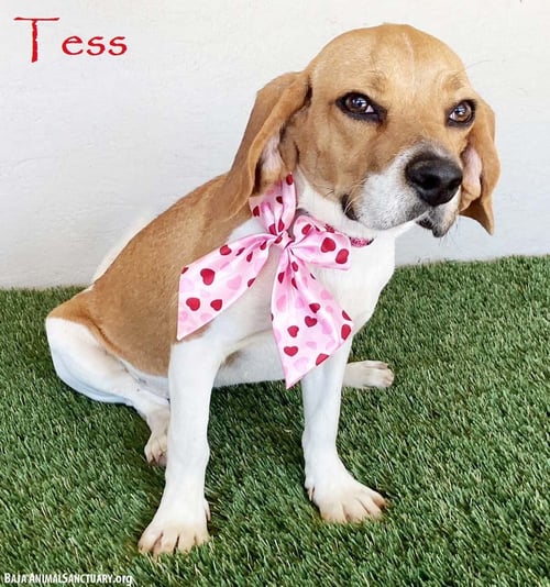 TESS