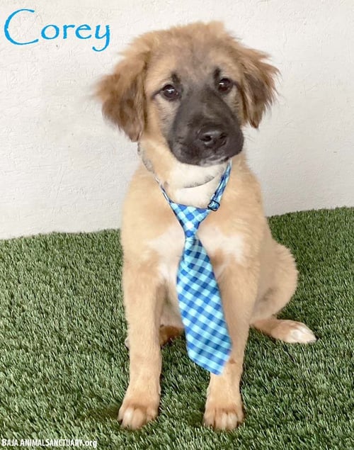 COREY - German Shepherd Dog / Australian Shepherd available for adoption