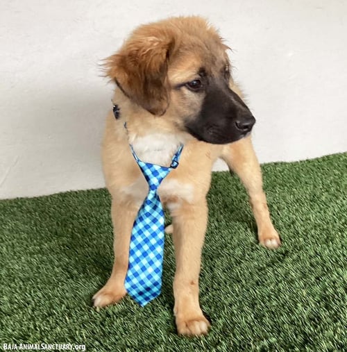 COREY - German Shepherd Dog / Australian Shepherd available for adoption