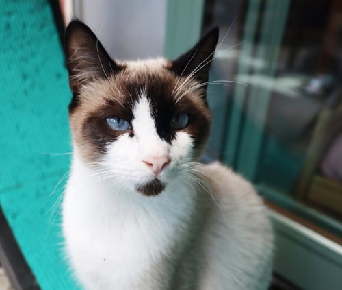 PACO - Siamese available for adoption