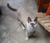 Paco - Photo 1