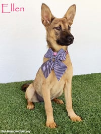 Ellen - Photo 1