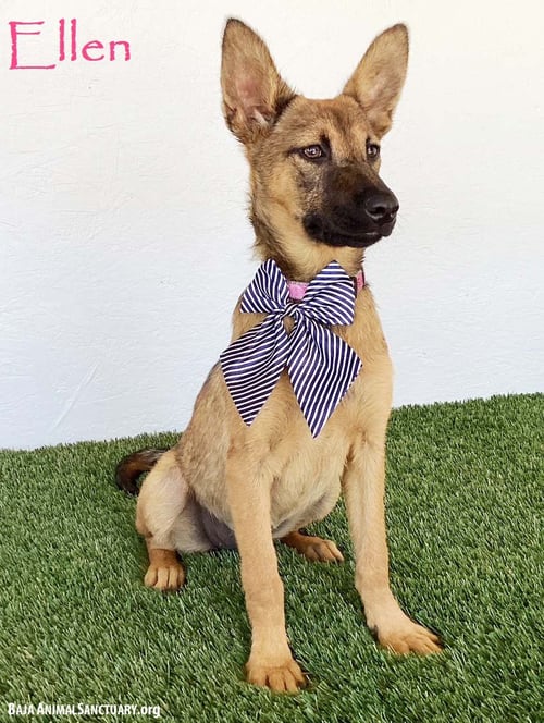 ELLEN - German Shepherd Dog available for adoption