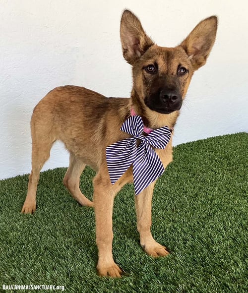 ELLEN - German Shepherd Dog available for adoption