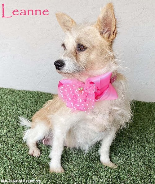 LEANNE - Terrier / Chihuahua available for adoption