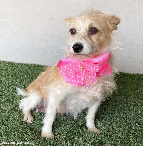 LEANNE - Terrier / Chihuahua available for adoption
