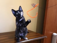 Moxie - Photo 3