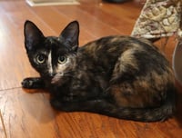 Moxie - Photo 2
