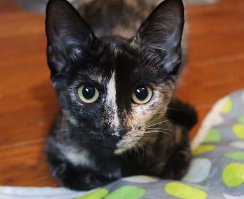 MOXIE - Tortoiseshell for adoption in Oceanside