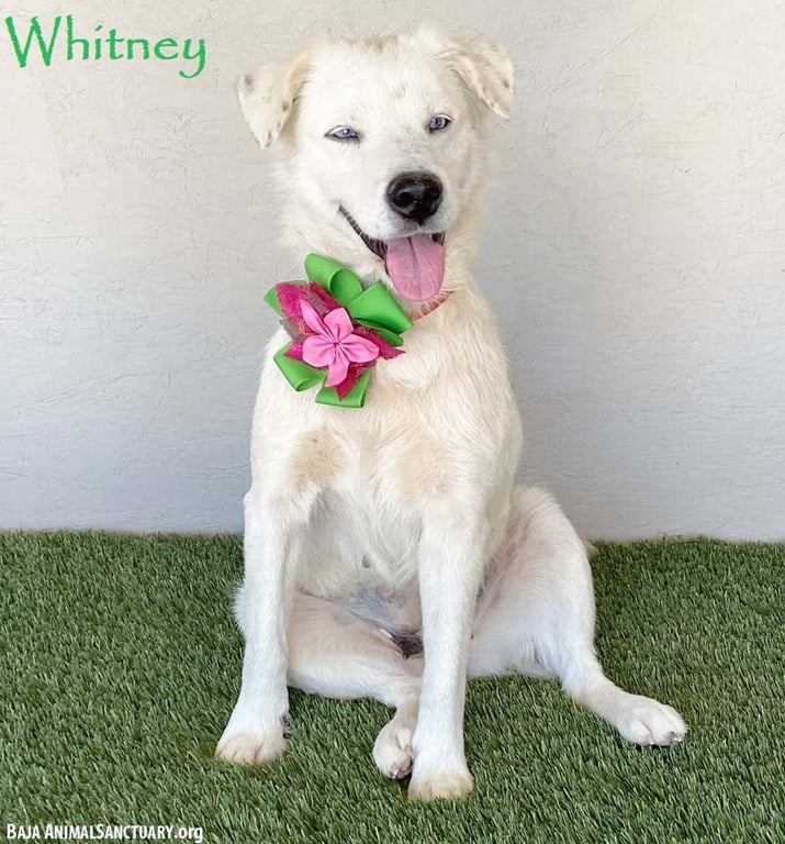 Whitney Image