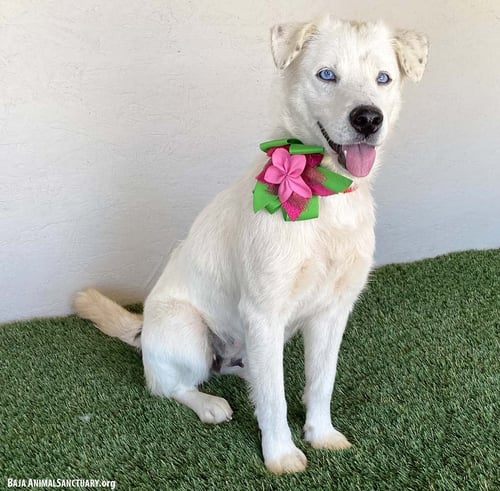 WHITNEY - Australian Cattle Dog/Blue Heeler / Labrador Retriever available for adoption