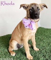 Rhoda - Photo 1