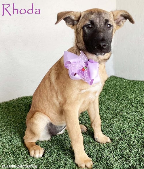 RHODA - German Shepherd Dog / Belgian Shepherd Malinois available for adoption