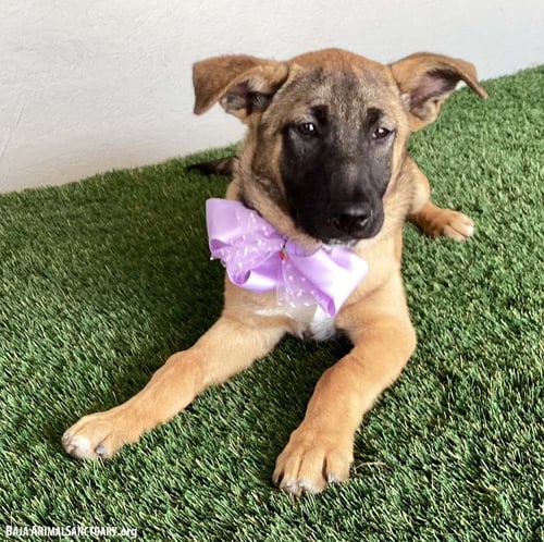 RHODA - German Shepherd Dog / Belgian Shepherd Malinois available for adoption