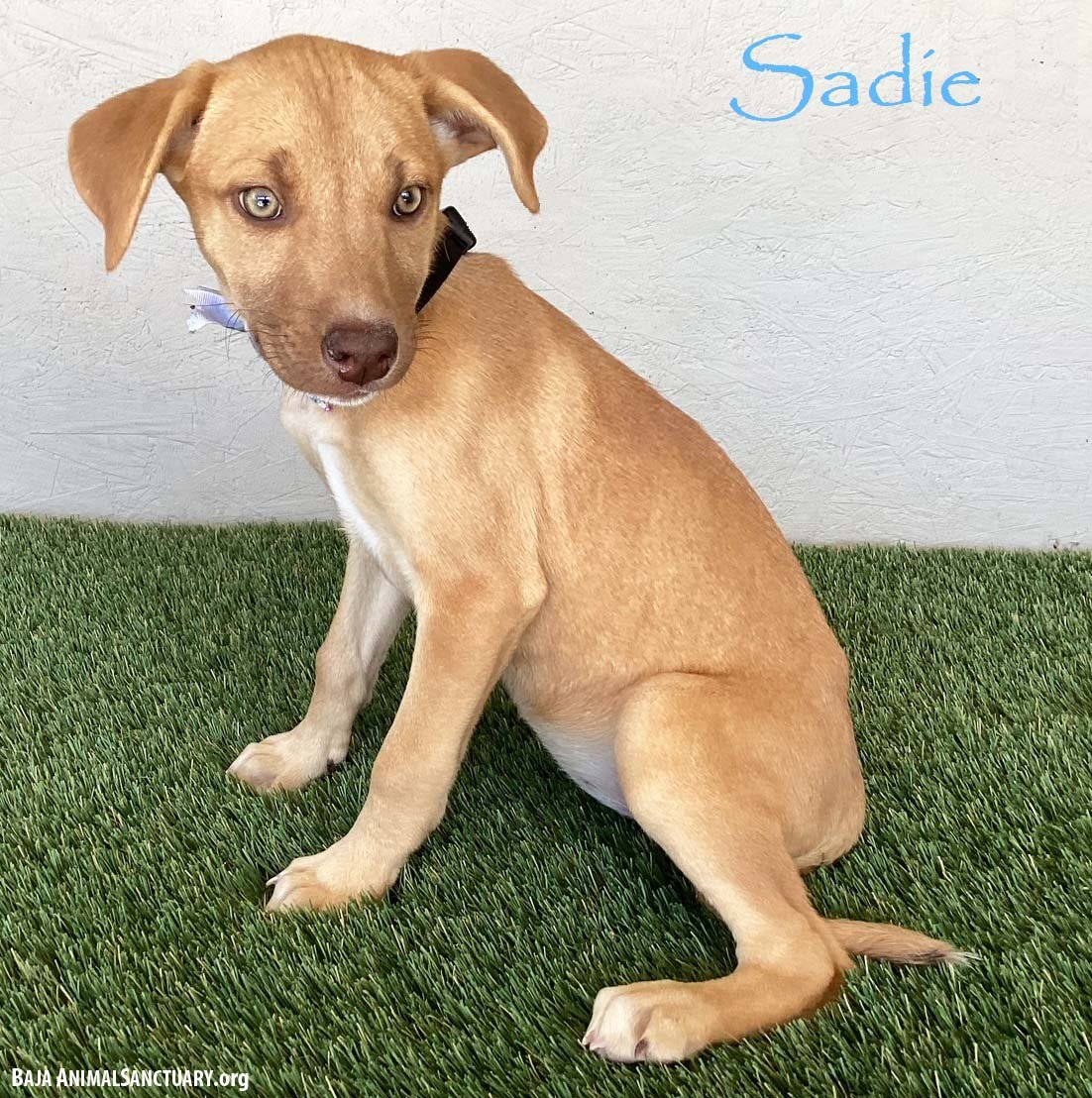 SADIE - Yellow Labrador Retriever / Weimaraner available for adoption
