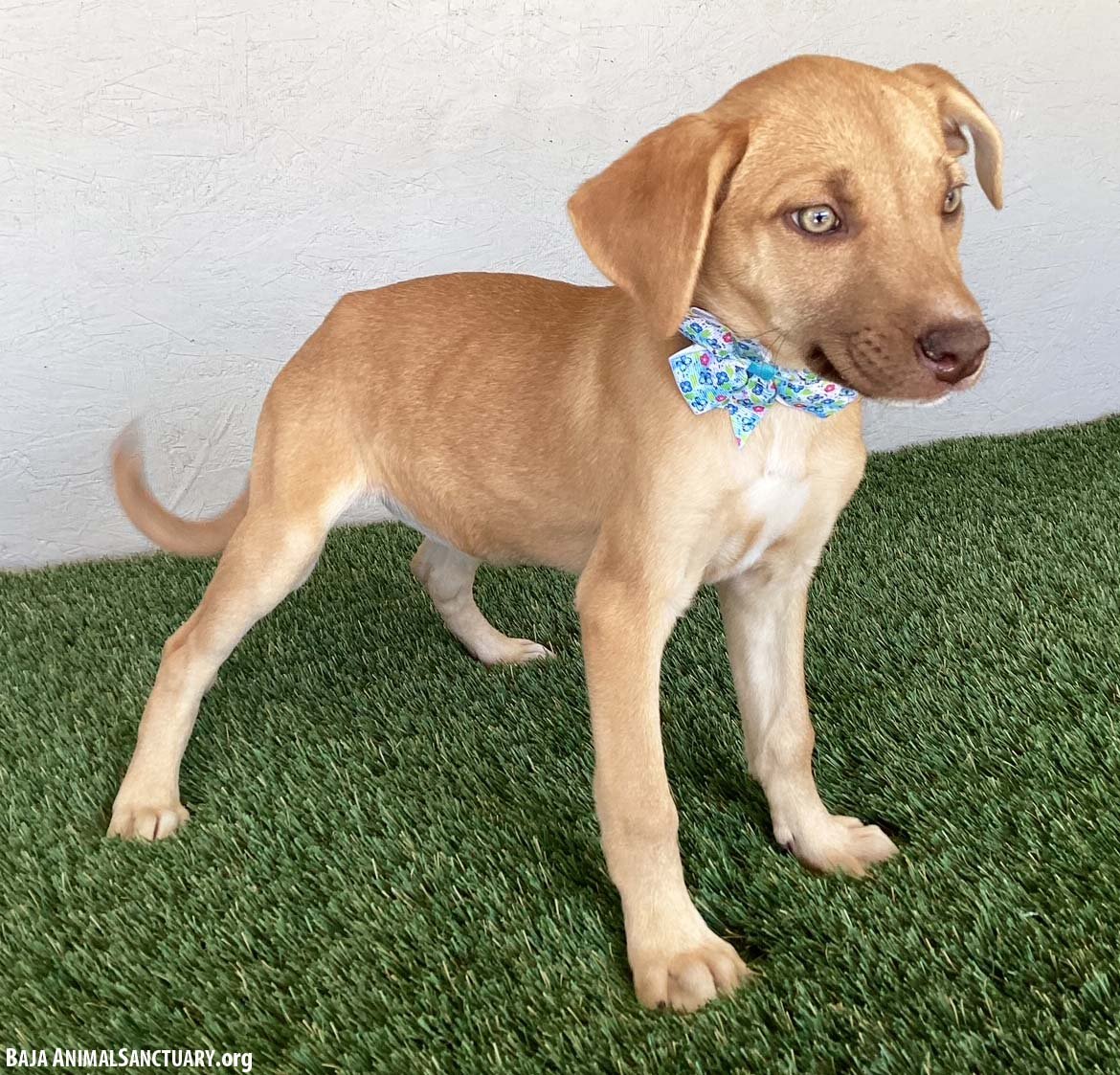 SADIE - Yellow Labrador Retriever / Weimaraner available for adoption