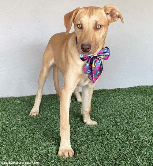 SADIE - Yellow Labrador Retriever / Weimaraner available for adoption
