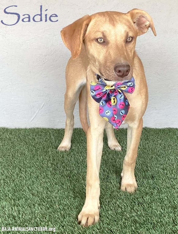 Sadie Image